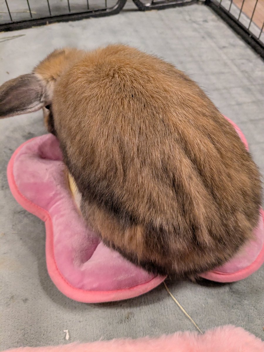usapon684781's tweet image. 乗ってくれた❣️

#うさぎ
#Rabbit