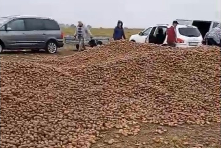 LKraskowski's tweet image. W miejscowości Dąbrowica na Podkarpaciu (gm. Kuryłówka) zdesperowany rolnik wysypał na polu około 150 ton ziemniaków. Teraz można je zebrać za darmo. Mam jednak nadzieję, że ludzie coś zapłacą.
Skup odmówił przyjęcia ziemniaków.