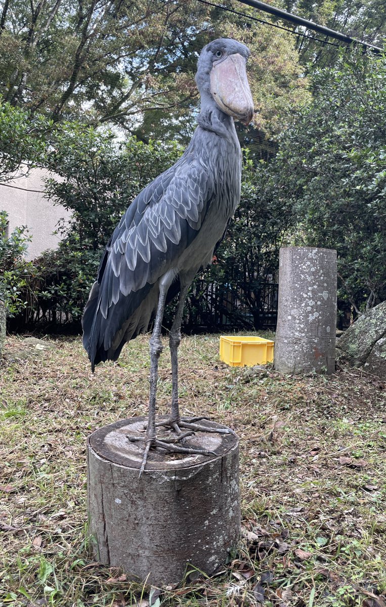 ✴︎ ♡ハシビ口コウ♡ページ ♡ハシビ口コウ♡さま専用ページ 飼ってくれますか？🤍