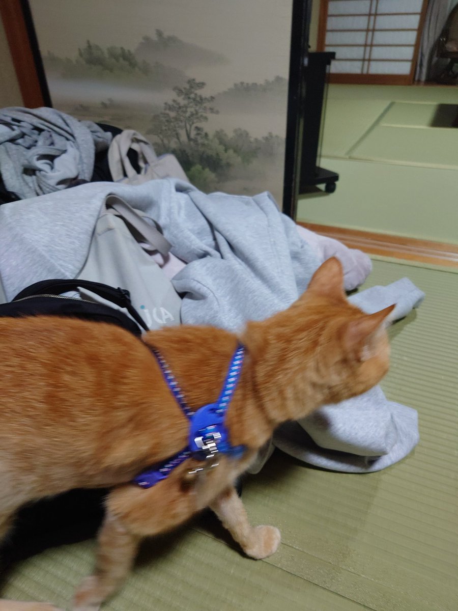KEN67308846's tweet photo. 今日はにゃんこ達🐱がいっぱいいるペンションにお泊まり

部屋にも入ってきます😊 https://t.co/O3msX1pHEf