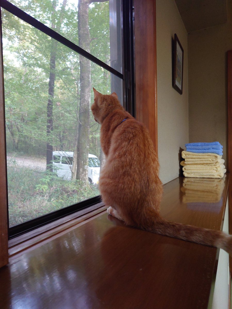 KEN67308846's tweet photo. 今日はにゃんこ達🐱がいっぱいいるペンションにお泊まり

部屋にも入ってきます😊 https://t.co/O3msX1pHEf