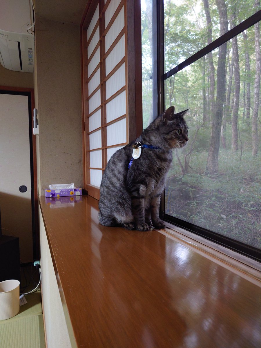 KEN67308846's tweet photo. 今日はにゃんこ達🐱がいっぱいいるペンションにお泊まり

部屋にも入ってきます😊 https://t.co/O3msX1pHEf