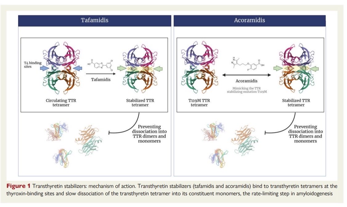 Giuseppe Galati (@giuseppegalati_) on Twitter photo 🔥 🔥 2 state of art 🗞️ on
📍 Non-amyloid specific
📍 Amyloid specific
Treatments of #ATTR
🔍What you can do with the 4 pillars & more
🔬 From stabilizers to siRNA & gene editing 🧬
<a href="/HFUAcademy/">Heart Failure Universal Academy</a> 🫀
👉bit.ly/4h3GFKq
👉bit.ly/4q7YThQ
<a href="/ESC_Journals/">European Society of Cardiology Journals</a>
<a href="/ehj_ed/">EHJ Editor-in-Chief</a> 🔥 🔥 2 state of art 🗞️ on
📍 Non-amyloid specific
📍 Amyloid specific
Treatments of #ATTR
🔍What you can do with the 4 pillars & more
🔬 From stabilizers to siRNA & gene editing 🧬
<a href="/HFUAcademy/">Heart Failure Universal Academy</a> 🫀
👉bit.ly/4h3GFKq
👉bit.ly/4q7YThQ
<a href="/ESC_Journals/">European Society of Cardiology Journals</a>
<a href="/ehj_ed/">EHJ Editor-in-Chief</a>