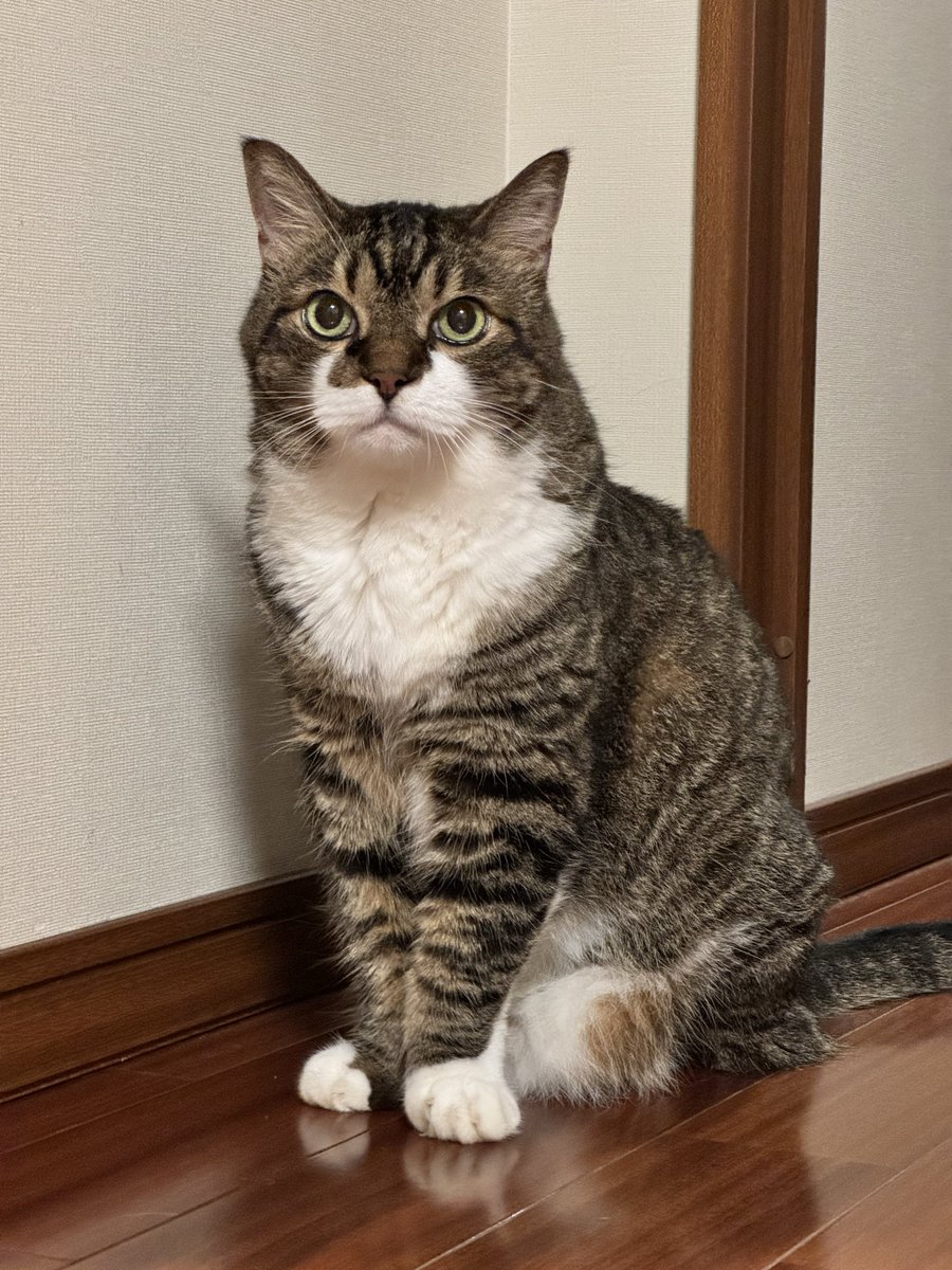 poncho_neko's tweet image. ごはん、急いで食べたらゲーしたんで、もう一回ちょーだい…にゃお!