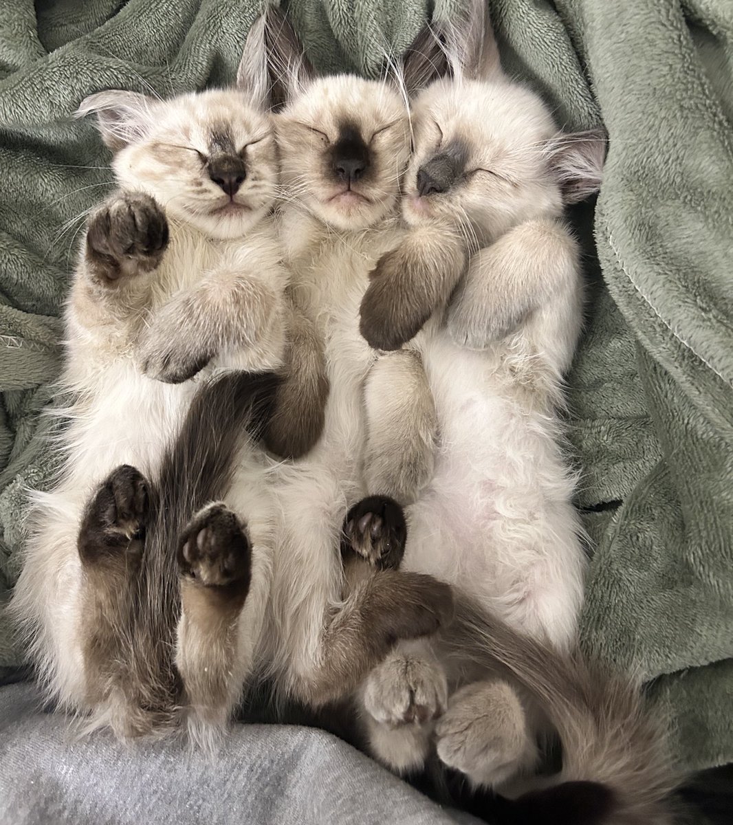 عذبه tweet media