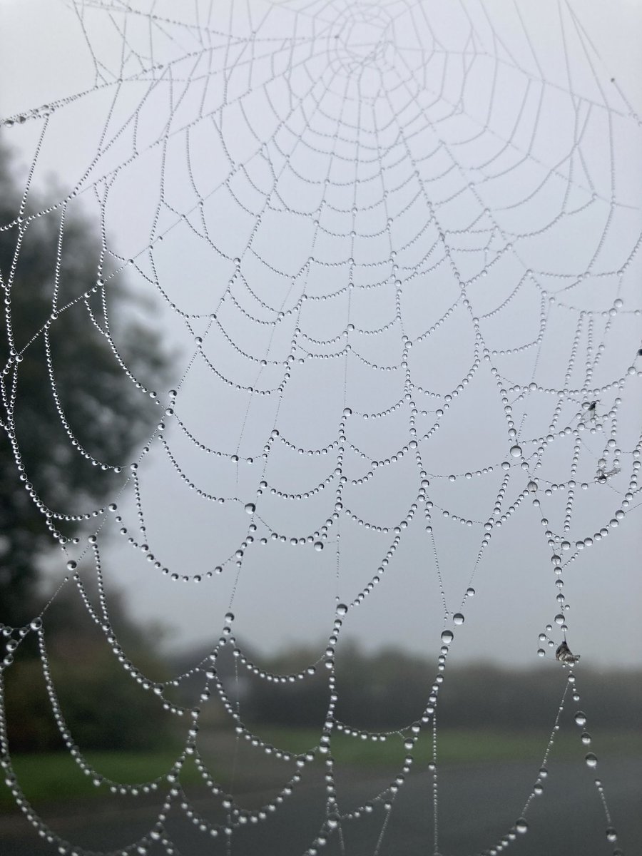 AlBuHarg's tweet image. Fog-webs!
Let’s see your foggy photos too 📸😶‍🌫️
#fog #photography #weather