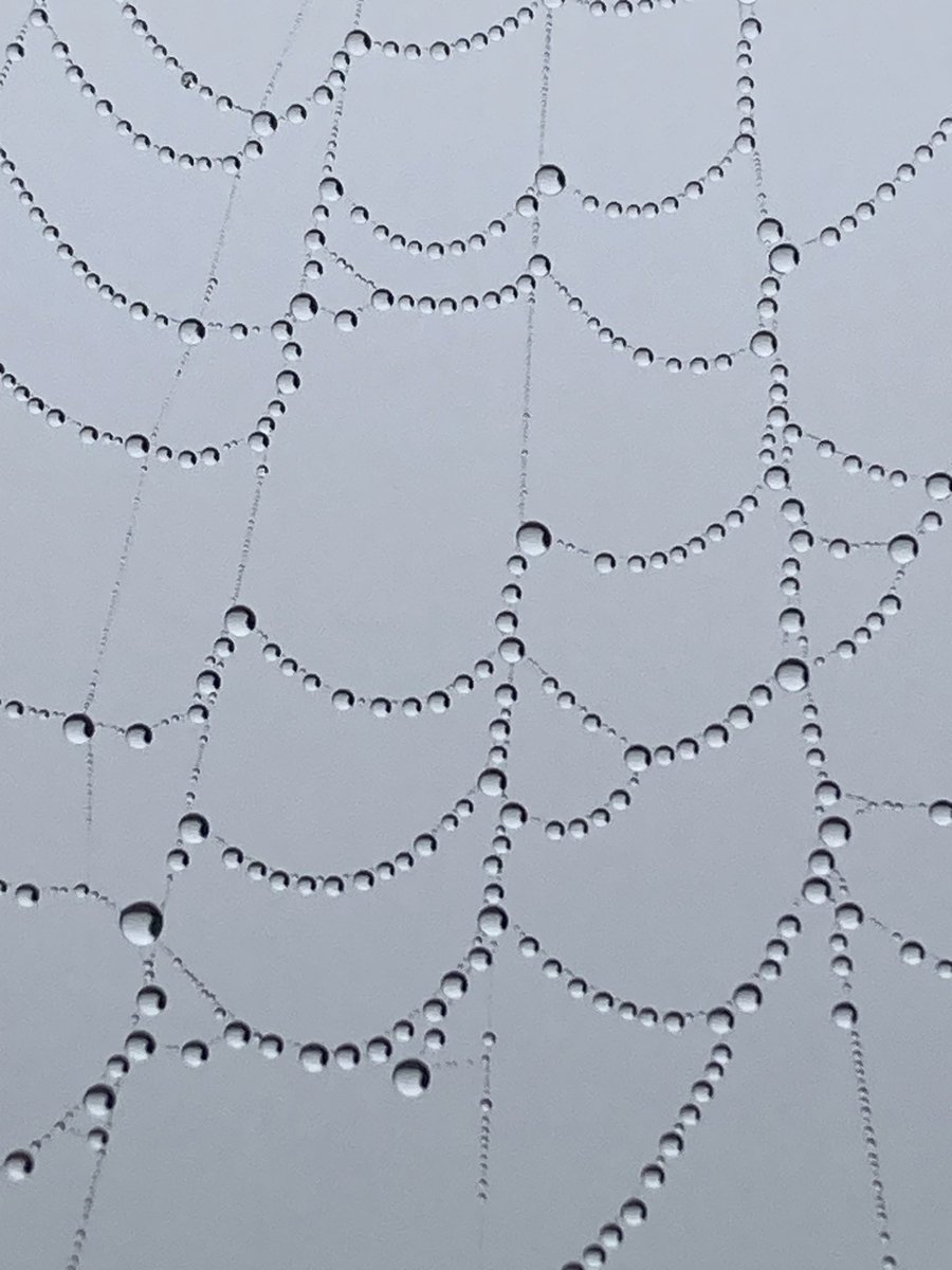 AlBuHarg's tweet image. Fog-webs!
Let’s see your foggy photos too 📸😶‍🌫️
#fog #photography #weather
