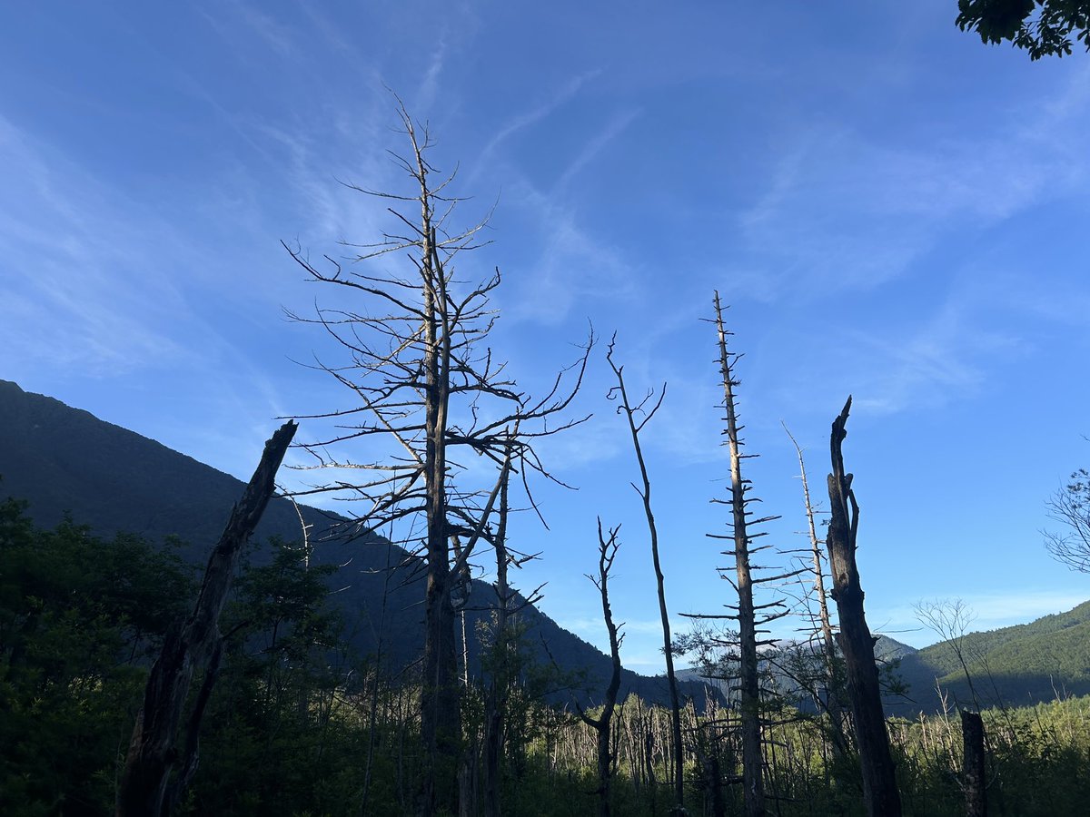 ひたむきな自分
そんな日々を
この胸に感じながら
苛立ちを
不安を
自分に覆い被さる
重みがくさびみたいに
突き刺さる
輝いた時
幸せな日々
懐かしんでばかり
いられない
前に進む
力は弱いけれど
進むしかないなら
低空でも
いいから
一歩一歩
進みたいな