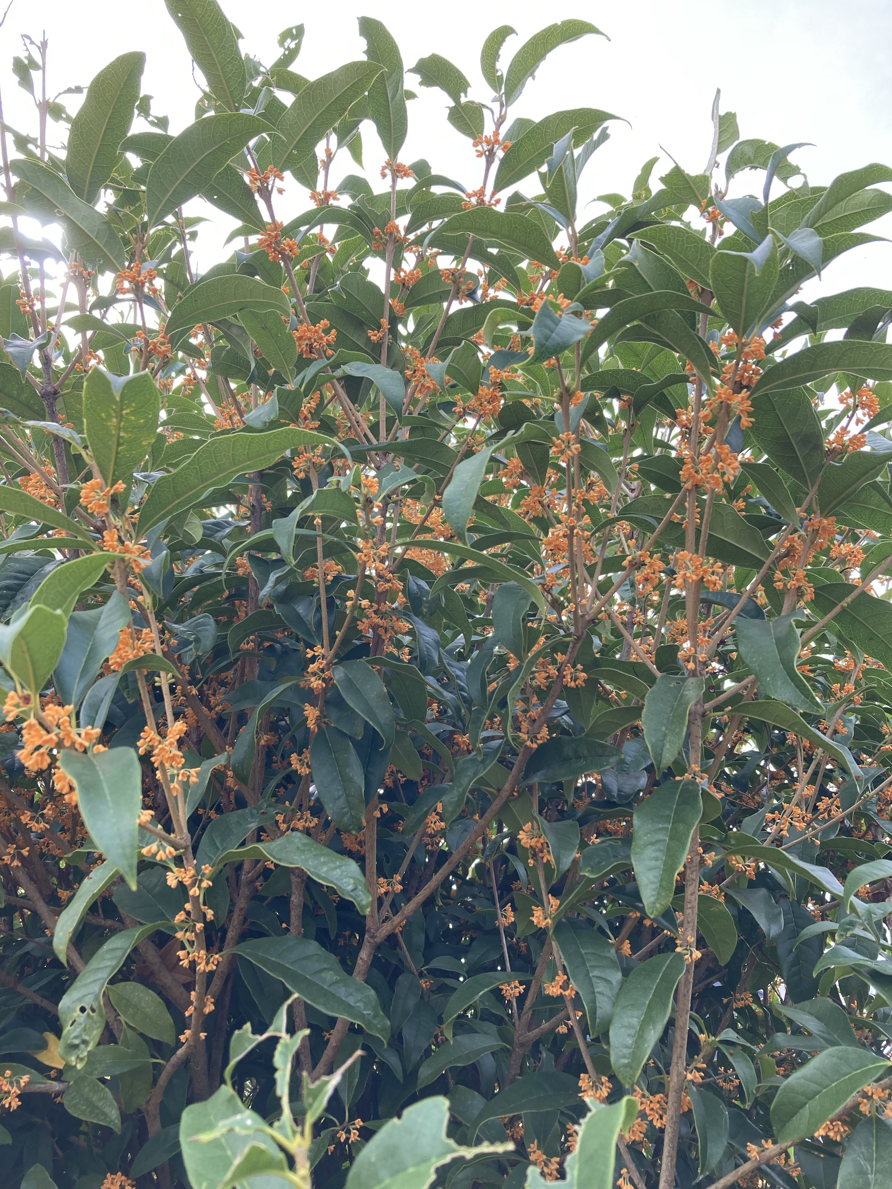 魅月乱🌊赤子さん4巻8/18発売 on X: 