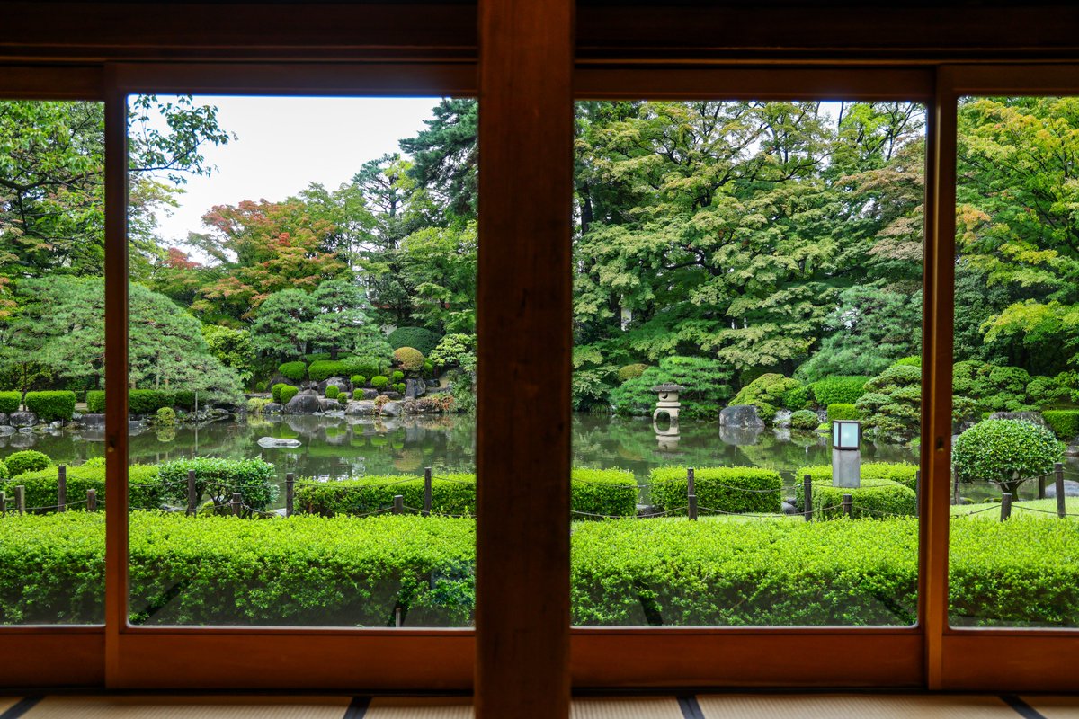 山採り 山もみじ 山採りから17年ほどのイロハモミジ（剪定 ） ♯592 - YouTube