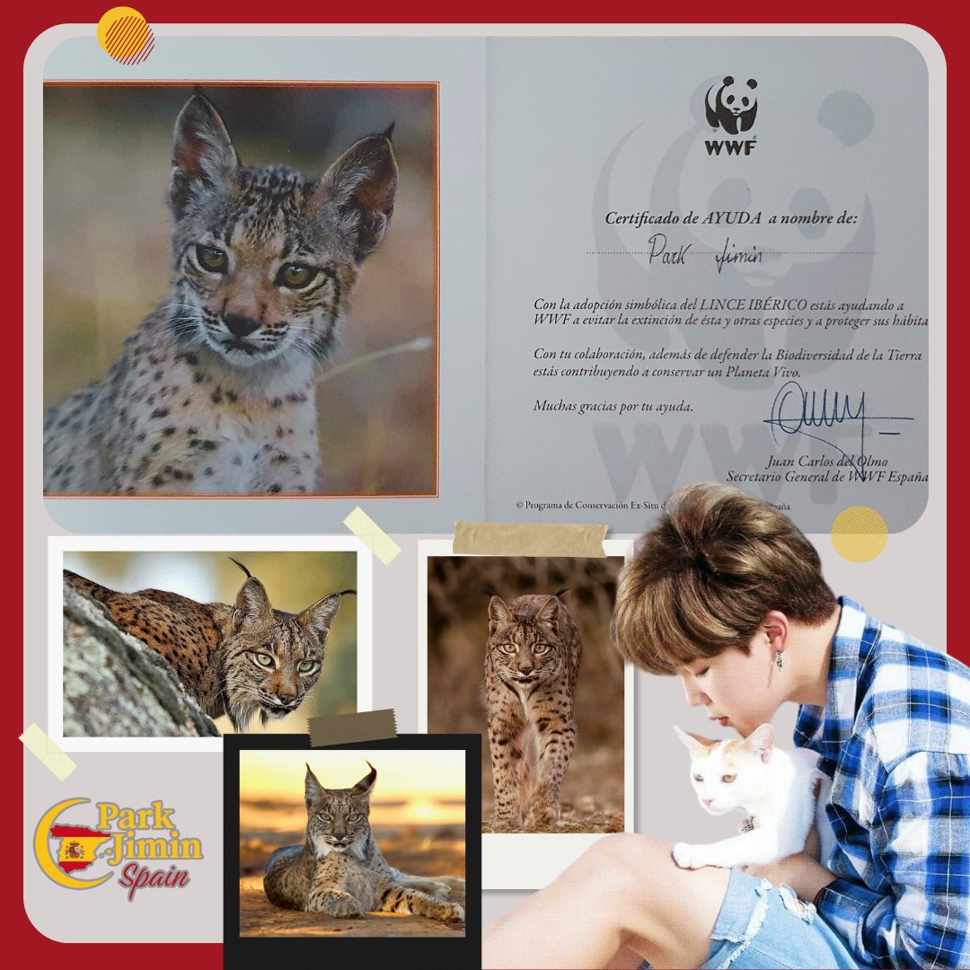 ParkJiminSpain's tweet image. PROYECTO JIMTOBER 2025

Motivados por el amor de #JIMIN a los animales, hemos decidido realizar una donación para la preservación del lince ibérico en España. 

Desde la fanbase, ponemos nuestro granito de arena para conseguir que nuestro lince deje de ser una especie vulnerable.