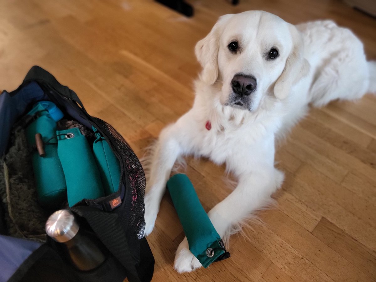 Heute gehen wir wieder in die Hundeschule. Ich glaube, dieses Mal wird das aber ganz spaßig. 😃