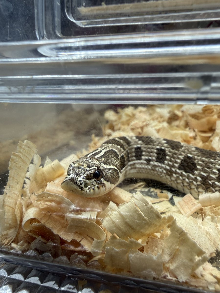 オルタ (@Uutk9wccqRDnmM8) / Posts / X