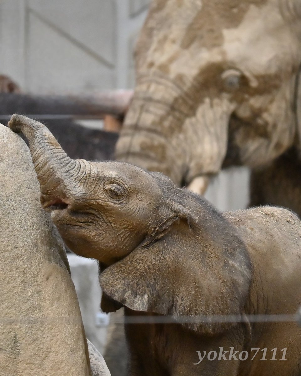 25.10.08

#マルミミゾウ #メイ #マルミミゾウの赤ちゃん #安佐動物公園