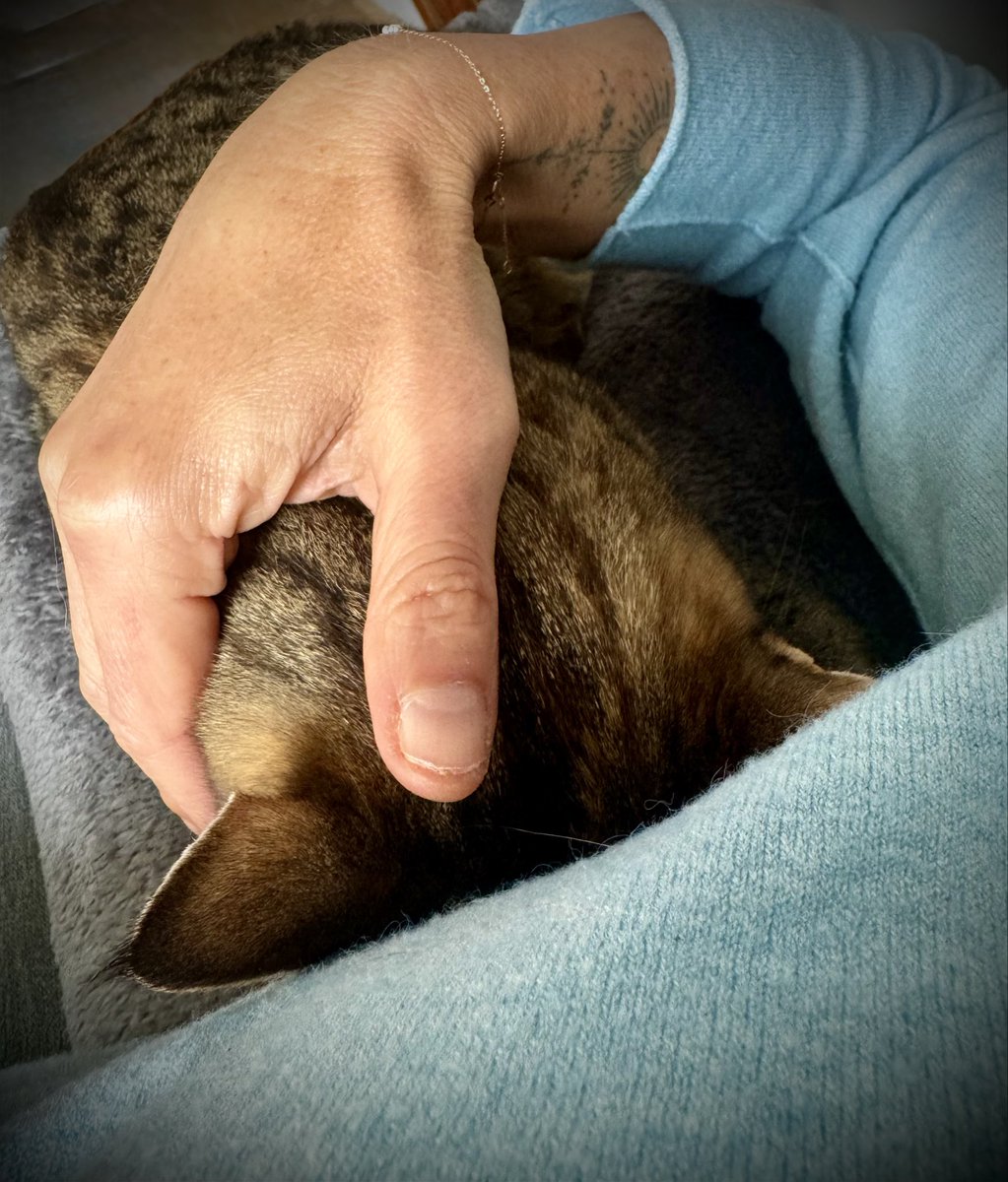 Spirelli79's tweet photo. #Kuscheltime #cats #postdienst #müde https://t.co/1sLRT4aKsF