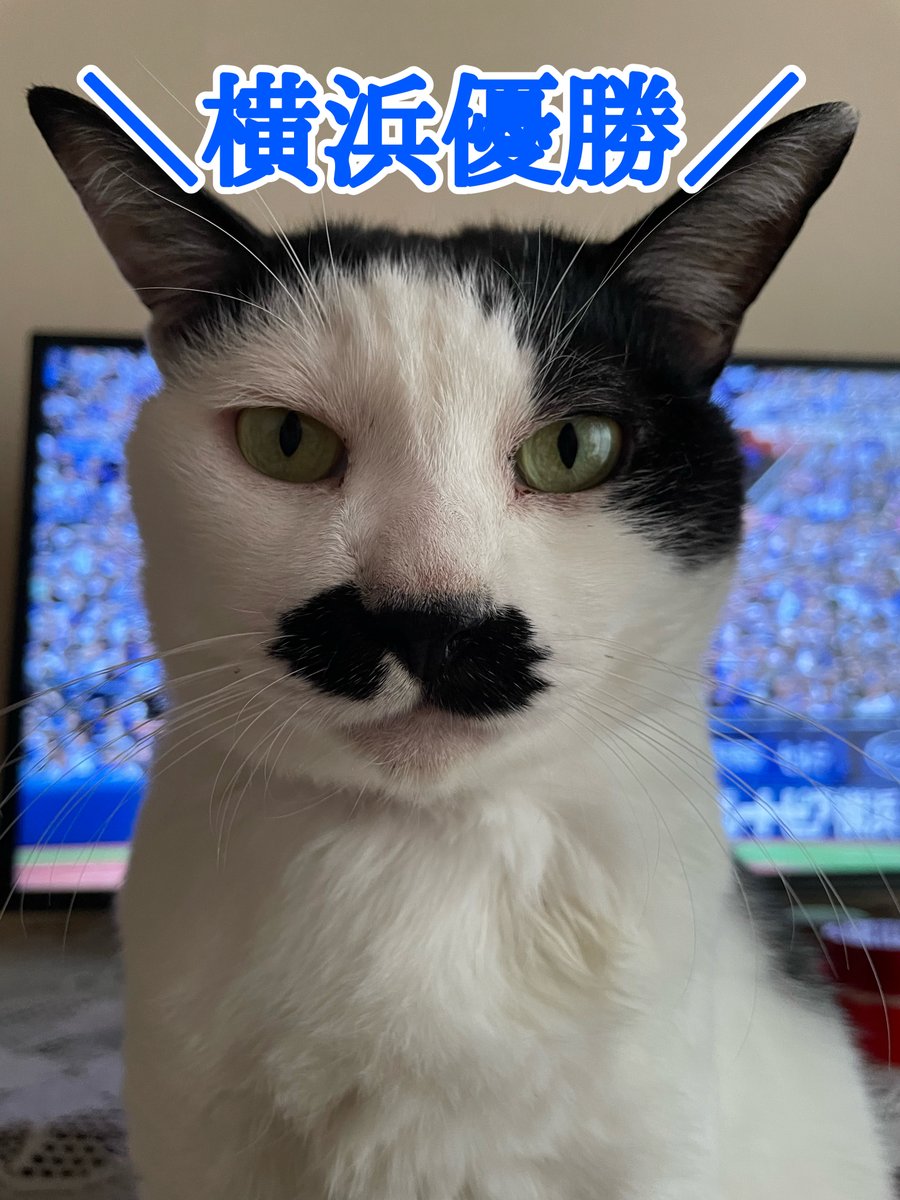Japanesecats_'s tweet image. 猫の耳が＼横浜優勝／

#baystars
#ベイスターズ
#DeNAベイスターズ