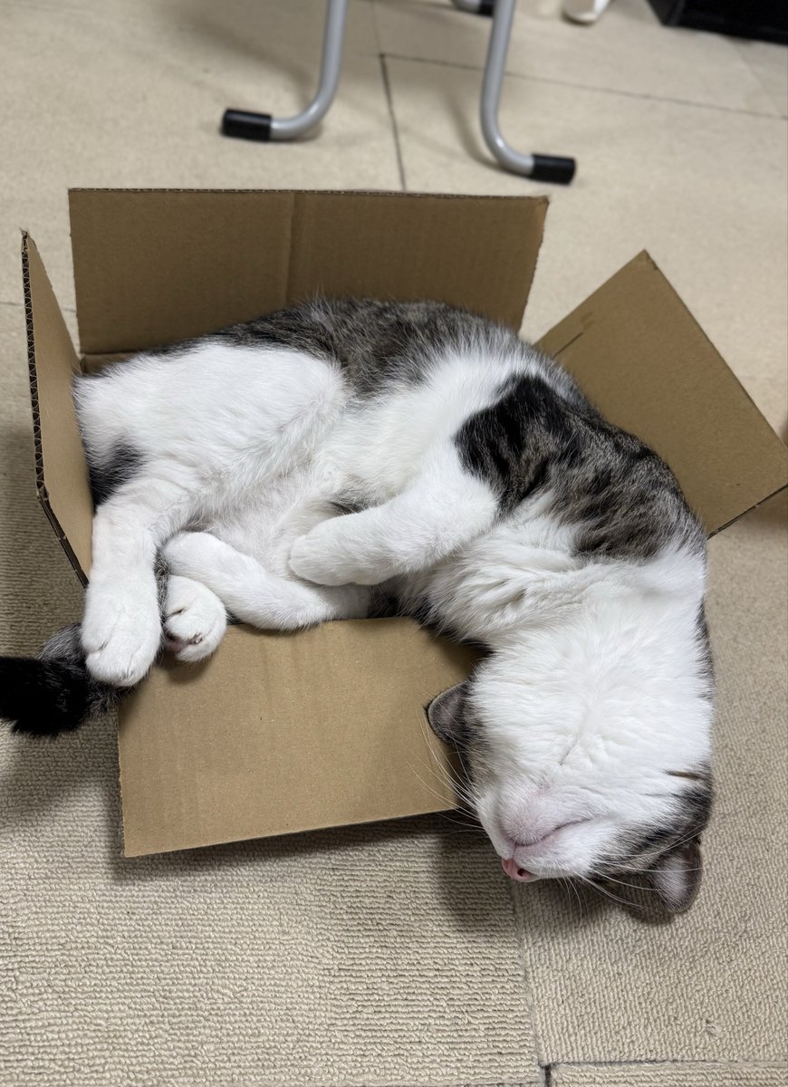 とろけるにゃん🐾