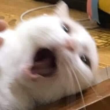 _noirenyx's tweet image. A retweet will be appreciated

Meow! Hallo ㅡ saya bawa 20 layout ready pet (anjing kelici kucing) only 6K/each

Yuk yang mau adopsi layout - layout gemes ini bisa banget langsung dm saya 🙌

no max order
t. hewan kitty doggy bunny cute
💵 all e-wallet
#zonauangᅠ