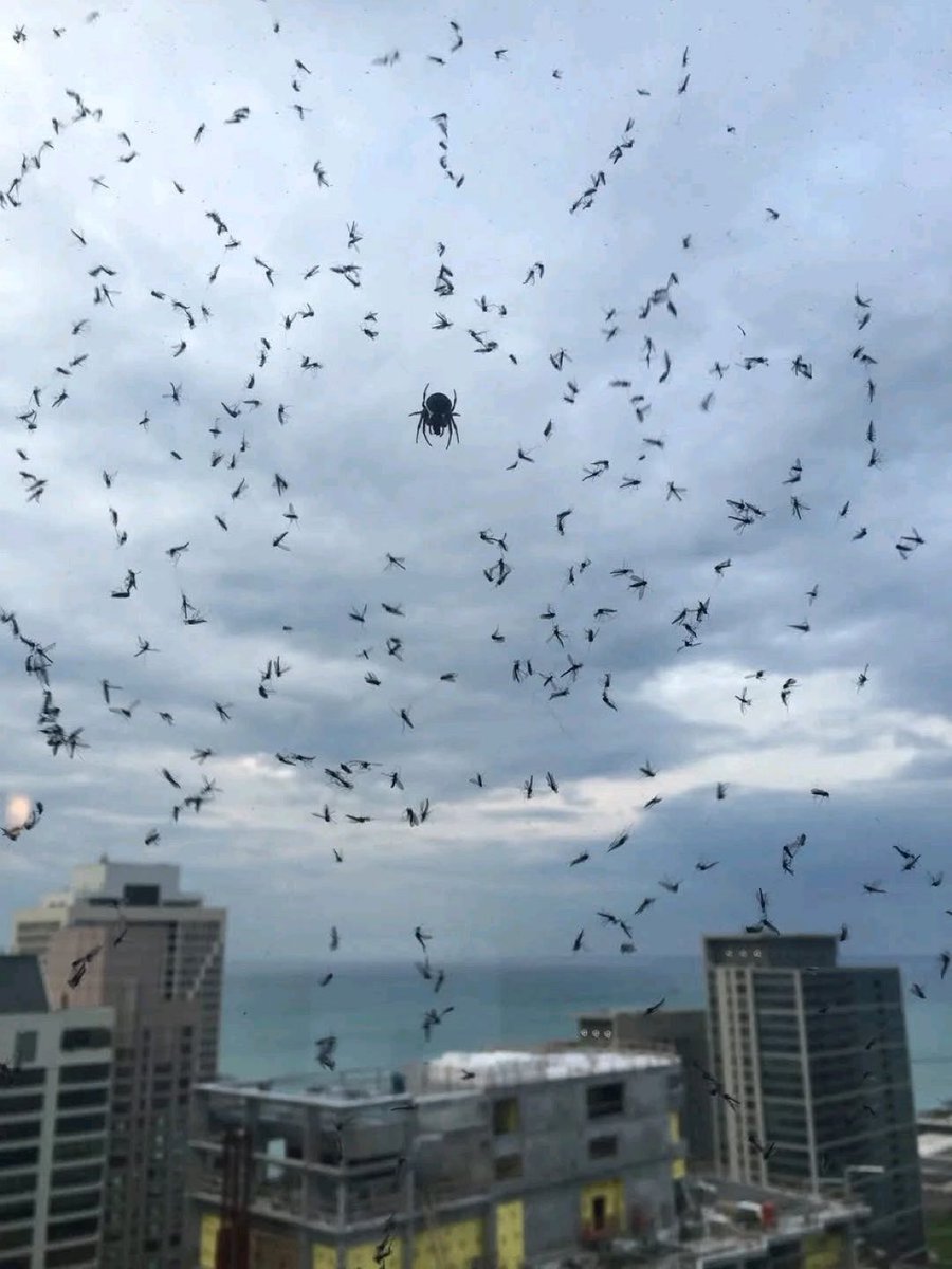 fisiondude's tweet photo. Like the spider, I sit at the center—calm, calculating, untouchable. Every bug that buzzed too close now writhes in my web. They came chasing light, and I gave them darkness. 
I don’t chase. I lure. 
I don’t fight. I trap. 
I don’t ask. I own. 
Welcome to Jager’s Realm my slaves! https://t.co/N3A44qa0zk