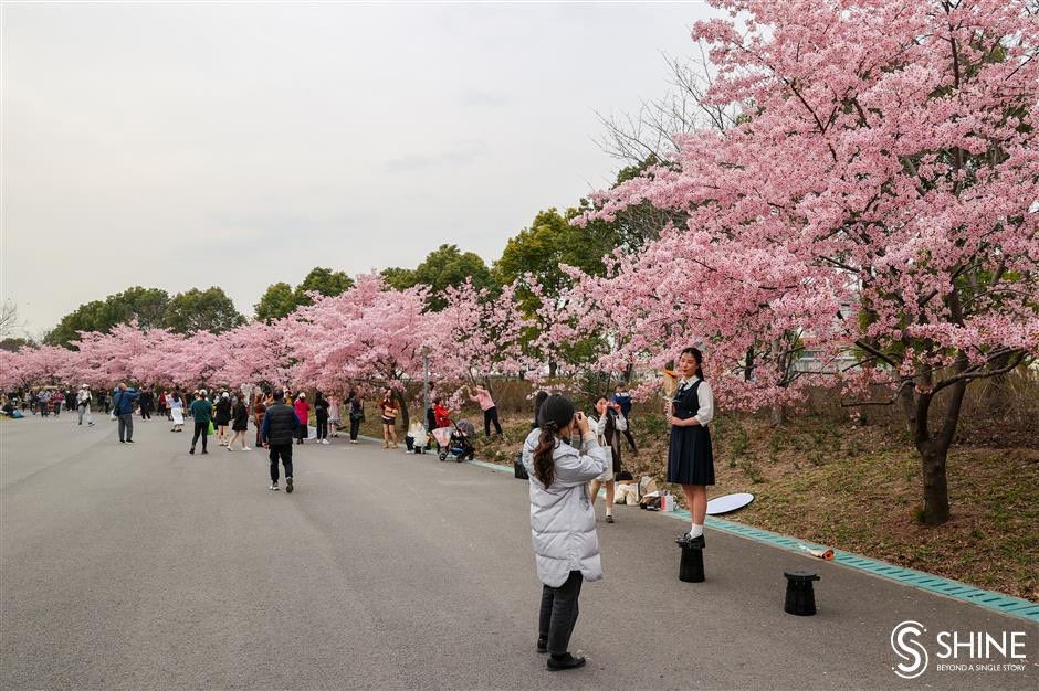 Murahnya tiket ke Shanghai ni! 

Korang nak pergi tengok bunga sakura mekar, dekat Shanghai pun ada weh!