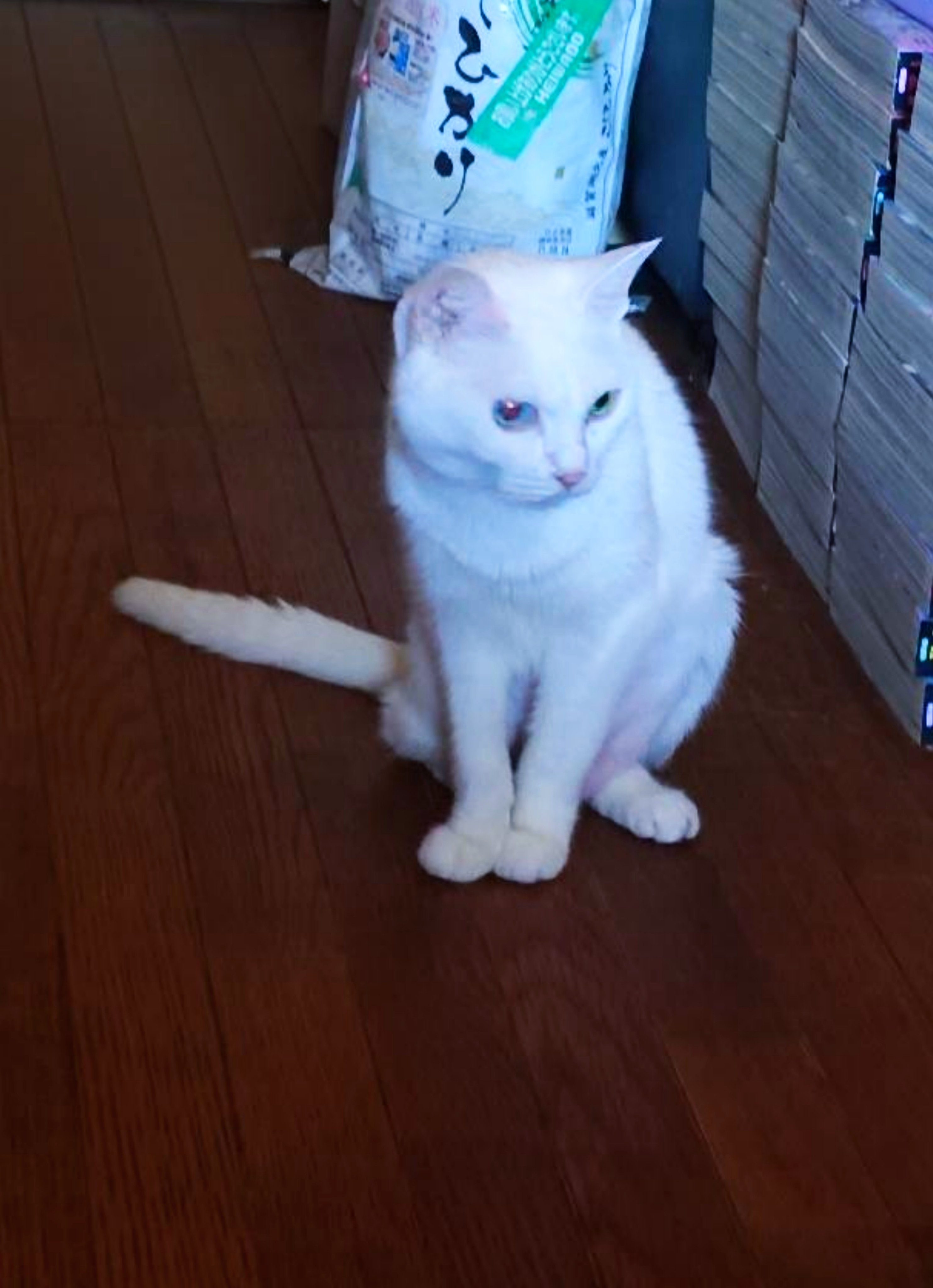 【うしろねこ(*^ω^*)】 Spooky-Type-K on X: 