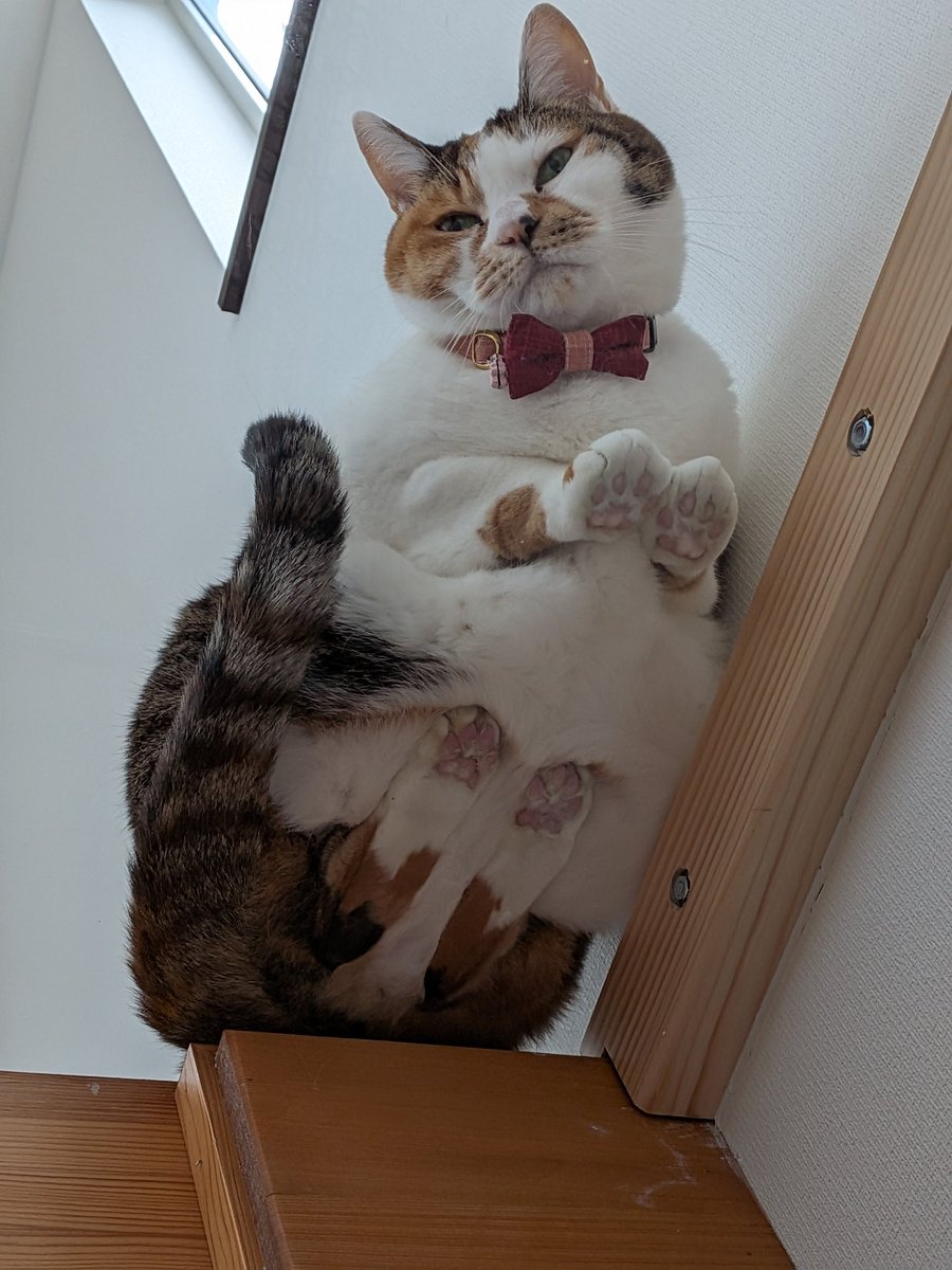 ネコ好きさん 猫好きさんと繫がりたい - Search / X