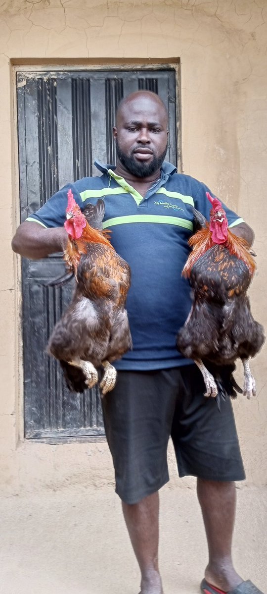 Tope_Orus's tweet image. Noilers for Sale! 🐔
Strong, active, and live up to 2 years.
Perfect for meat and eggs.

I have 48 (male &amp;amp; female) available.
Kindly patronise me, support local farming!

20k each

ABUJA 

Repost when this pop up on your TL