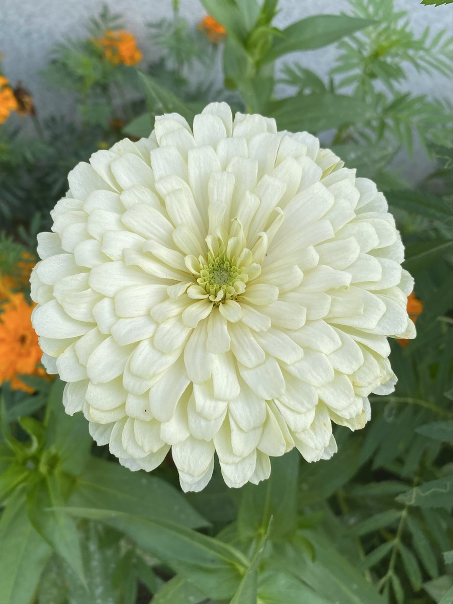 qv776683's tweet image. 平和で美しい日本🇯🇵
これからもずっと日本人の国🍀

#日本を守ろう #花写真
#参政党支持者と繋がりたい
#参政党支持者は相互フォロー
