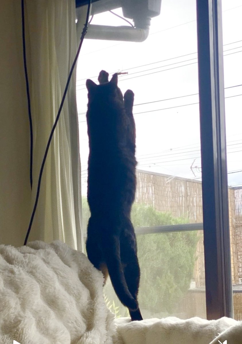 多々良ねこ 野良猫とちび 240527 - YouTube