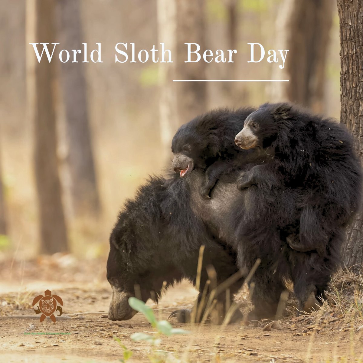 Sloth bears, unique to South Asia, are declining due to poaching &amp; illegal trade of their body parts and live trade. Stronger enforcement &amp; cross-border cooperation are key to protecting them. 
#WorldSlothBearDay