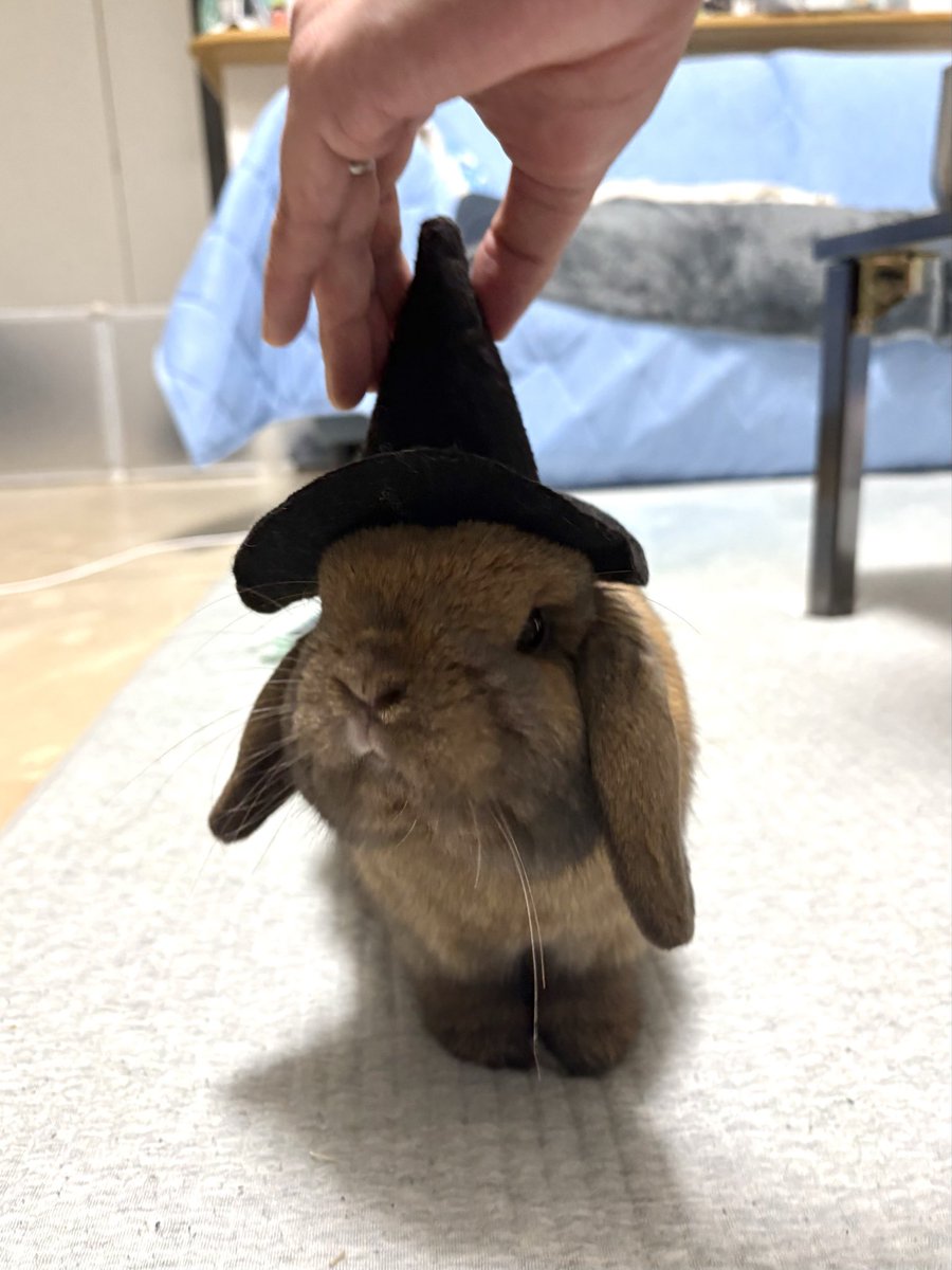 うさぎのポパイ tweet media