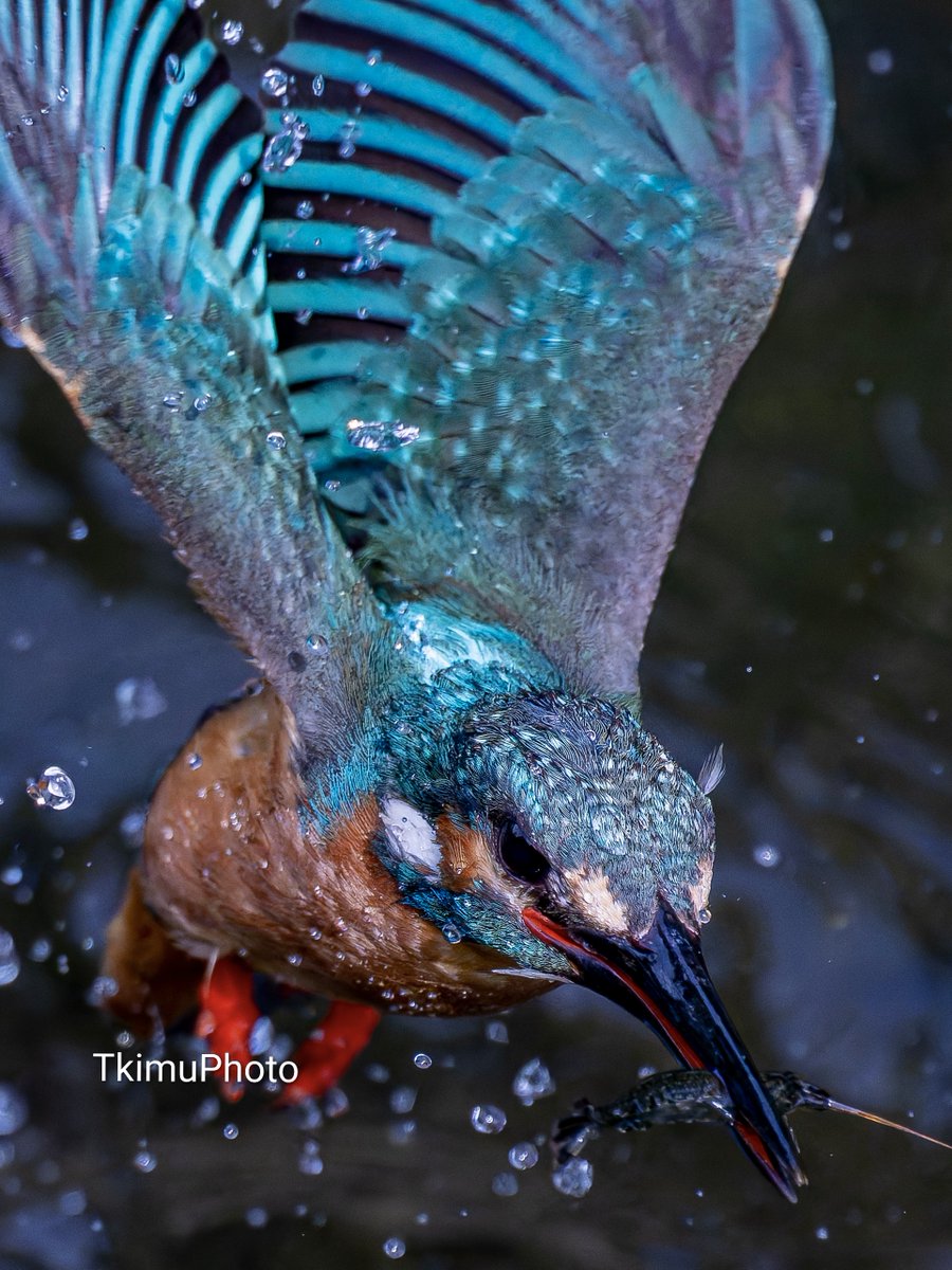 TkimuPhoto's tweet image. 解像感というのは鳥から得るものではないのです。
鳥がくれるものなのです。

無理やり得ようとしてはいけないので
す。

Nikon Z8
NIKKOR Z 600mm f/6.3 VR S
Z  TC-1.4x

#かわせみ #カワセミ #翡翠 #kingfisher #Nikon #Z8 #Z663 #nikoncreators #野鳥 #野鳥撮影 #水しぶきの魔術師