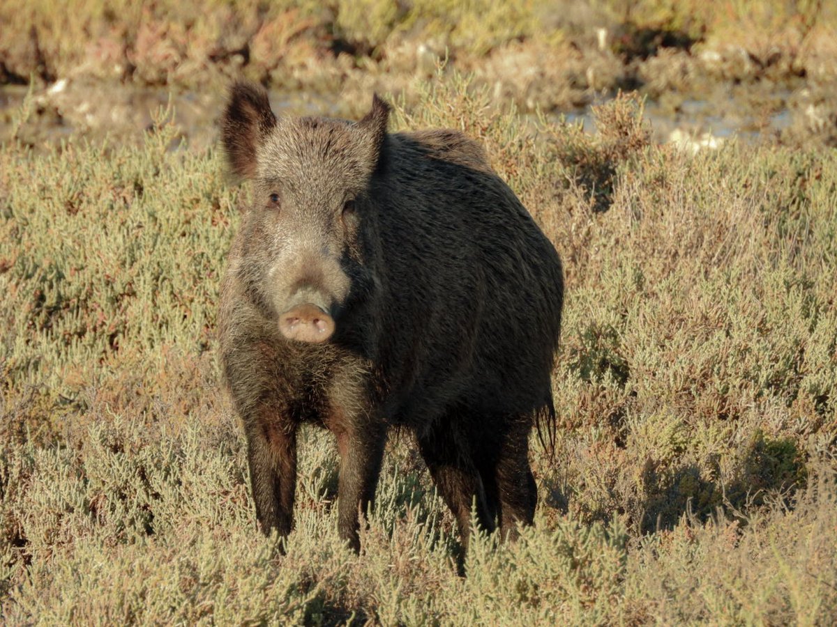 Yaban domuzu #hangitür