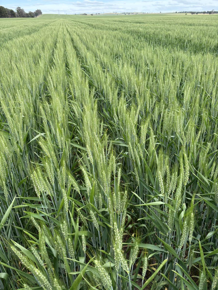 James Kanaley tweet media