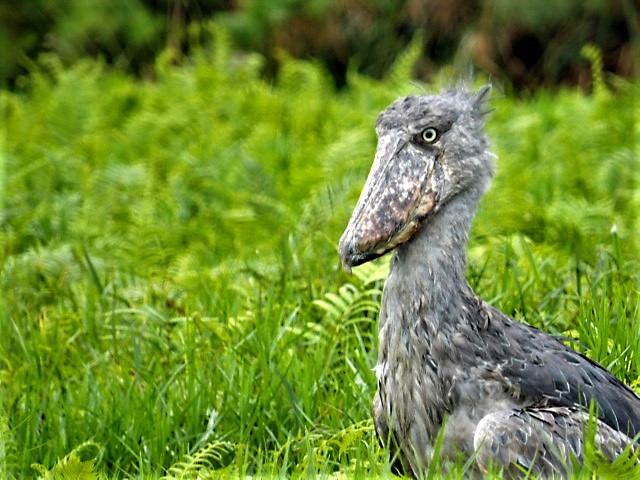 Dzintris Kolāts tweet media