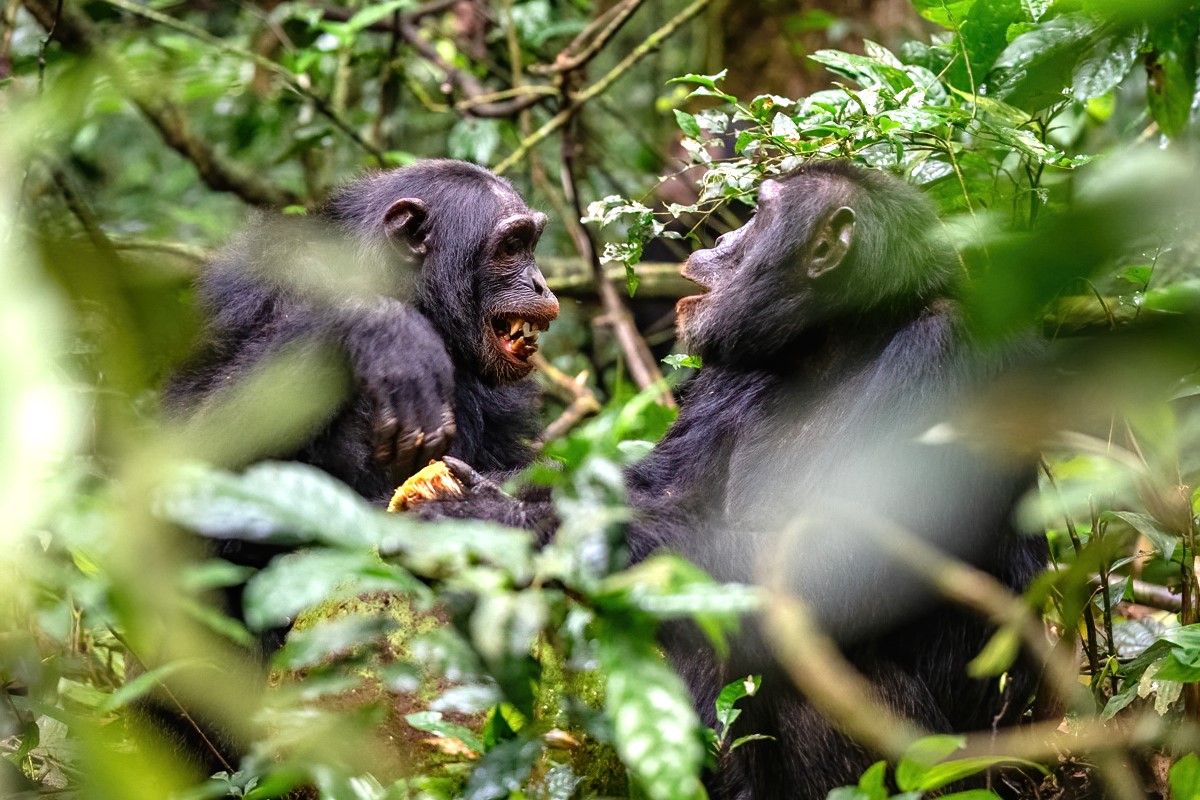 Dzintris Kolāts tweet media