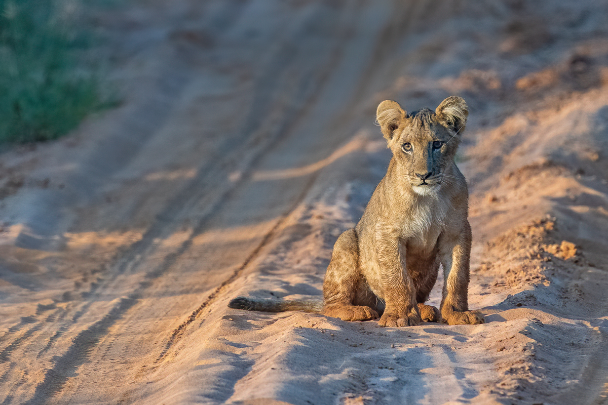 Dzintris Kolāts tweet media