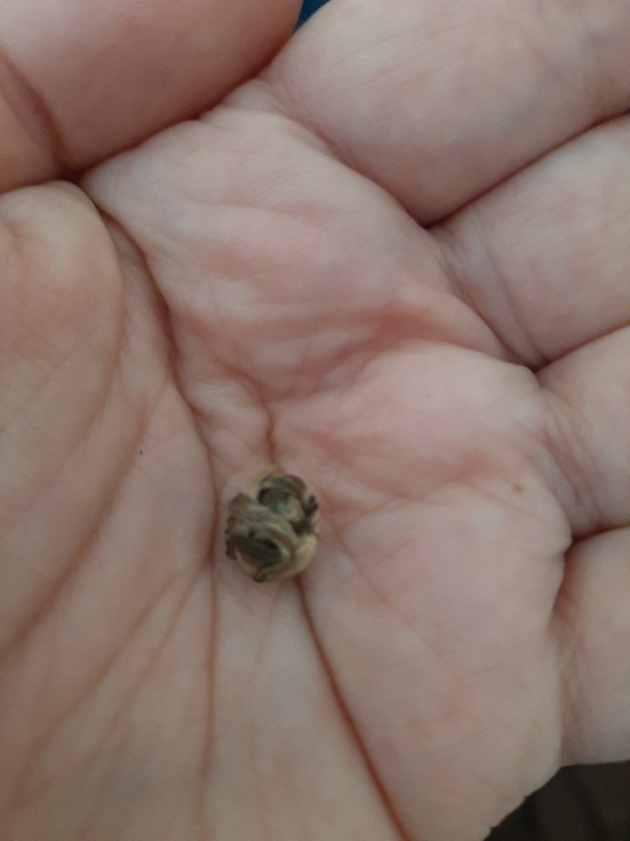 mdeHummelchen's tweet photo. Jetzt in der Tasse Jamine Dragon Phoenix Pearl Bio.
Die Teeblätter werden händisch zu kleinen Perlen gerollt&mit beigemengten frischen Jasminblüten aromatisiert,die nachher auch wieder aussortiert werden,was auch den Preis erklärt #Teeliebe https://t.co/panyXbOO01