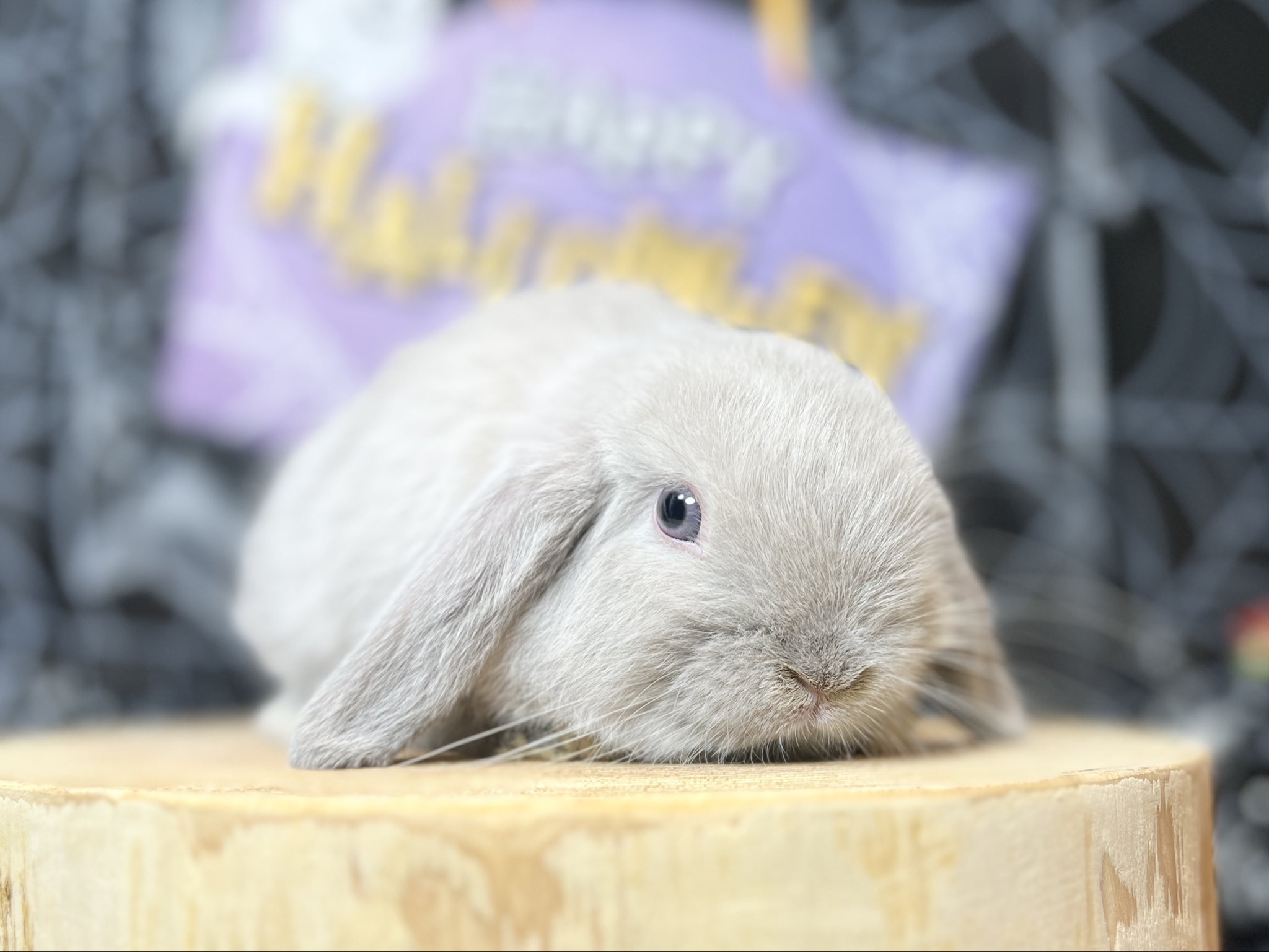 ラシュトン✳︎Rushtonうさぎさん ラシュトン✳︎Rushtonうさぎさん