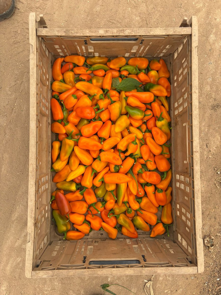 נוער הדמוקרטים🇮🇱🎗️ tweet media