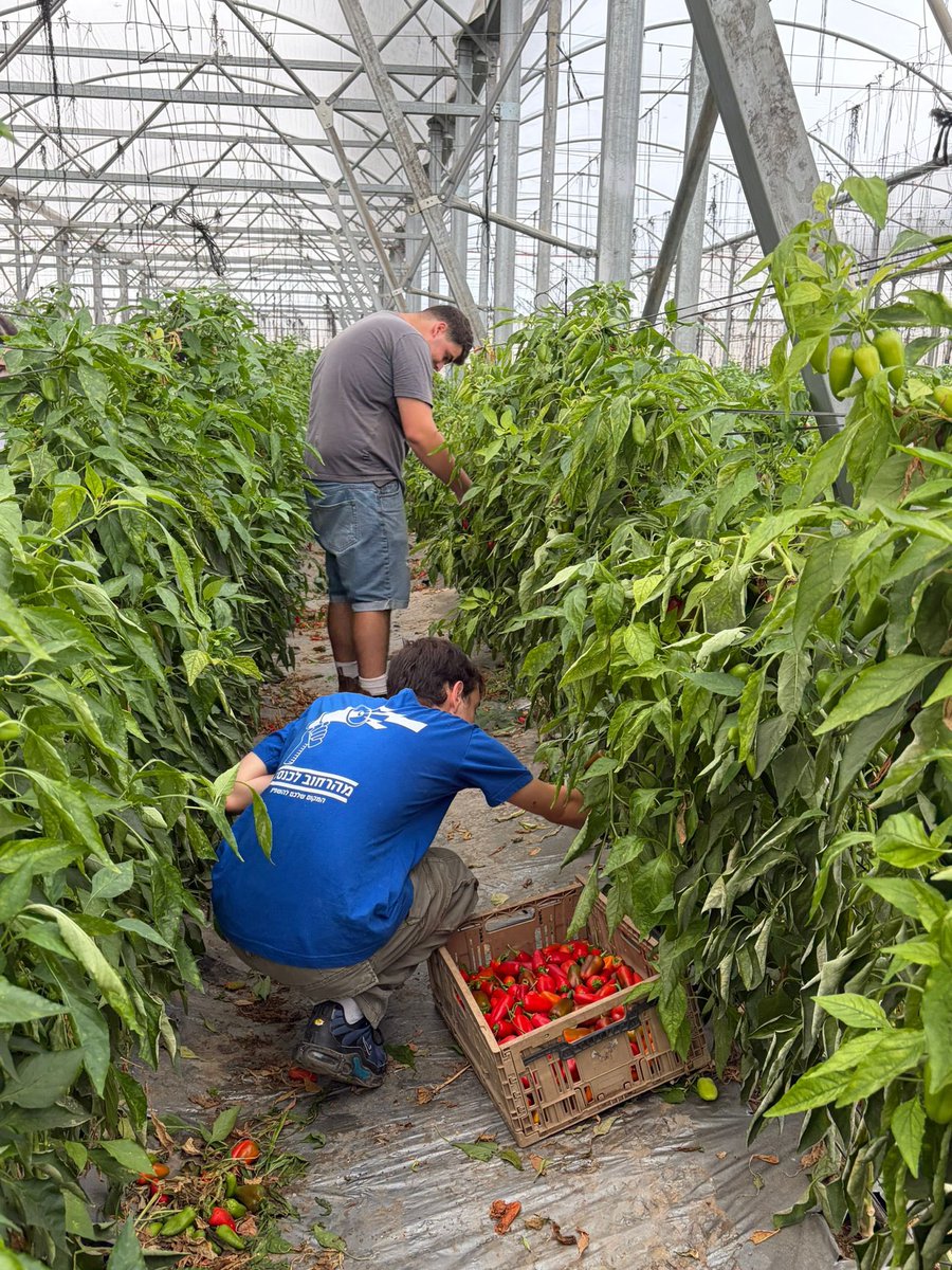 נוער הדמוקרטים🇮🇱🎗️ tweet media