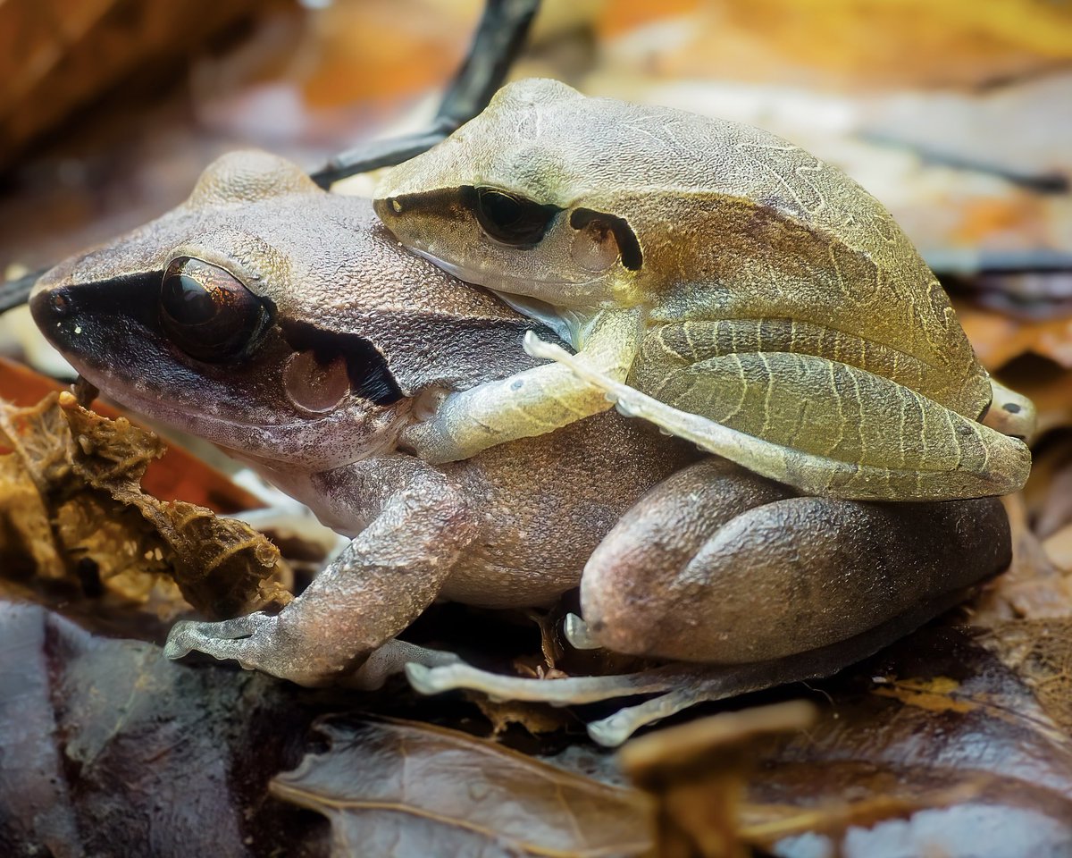 Macro_Nara's tweet photo. Rainforest romance 🌧️💚
Two frogs in amplexus on the forest floor near Yarina Eco Lodge, Ecuador — a quiet moment in the chaos of the Amazon night.
#frogsofinstagram #macro #biodiversity https://t.co/B0ErVNydSa