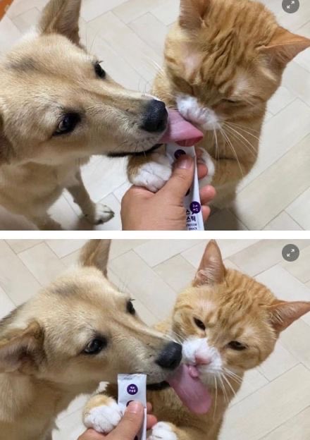 lovx11_very's tweet image. 고양이 혀 너무 짝아....