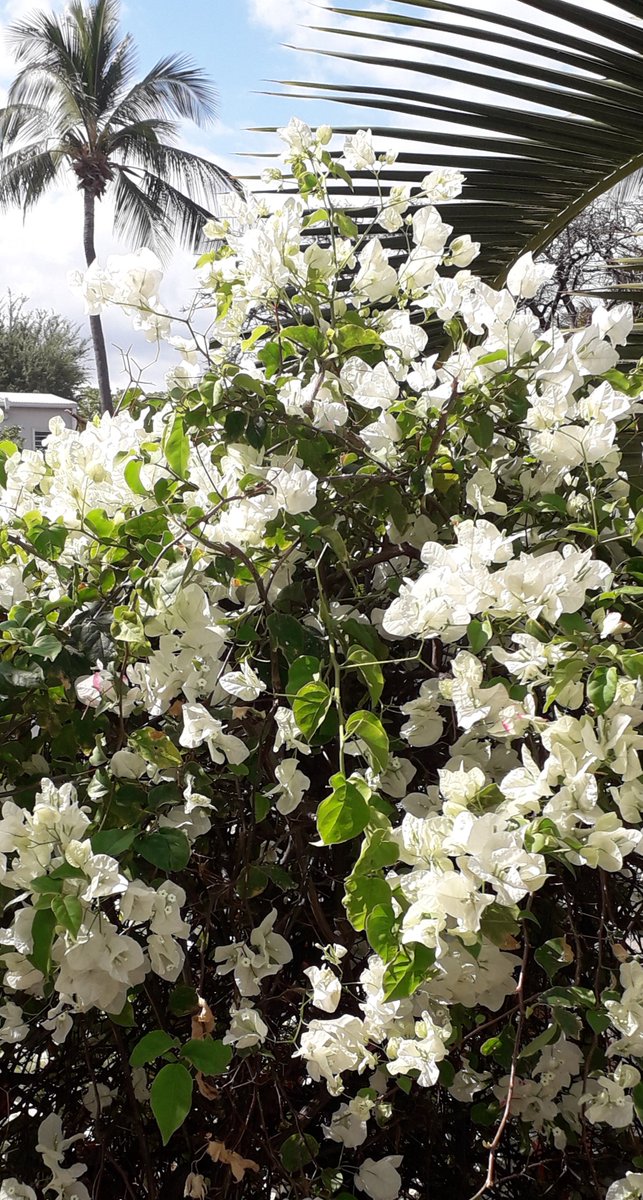 Fleurs blanches 
Bougainvilliers ile de la Réunion