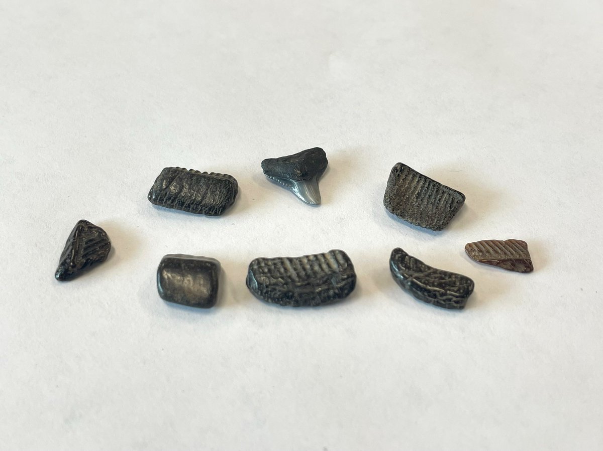 MarylandDNR's tweet photo. ��: Hunting Ancient Species: Prehistoric Shark Teeth Can Be Found at Public Lands Near You

Walking the sandy shorelines of the Chesapeake Bay can be a tranquil and rewarding experience for lovers of Maryland’s outdoors. Some beachcombers pursue sea glass and shells, while some have been lucky enough to find prehistoric fossils including shark teeth and ancient artifacts such as arrowheads. Read more: https://t.co/7aRGUSMowC