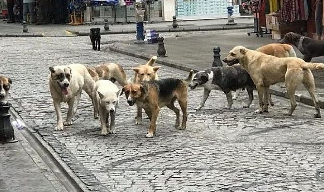 Dr.Abdullah Karadağ (@dr_akaradag23) on Twitter photo Sokak köpekleri Asimetrik Harp ve Biyolojik Terör unsurudur. 
🔴Sokak köpekleri toplum huzurunun düşmandır.
🔴 Sokak köpekleri #kuduz kaynağıdır. Dünya Sağlık Örgütü (WHO) verilerine göre kuduz vakalarının %99’u köpek kaynaklıdır. Türkiye’de kuduz vakaları her yıl artmaktadır. Sokak köpekleri Asimetrik Harp ve Biyolojik Terör unsurudur. 
🔴Sokak köpekleri toplum huzurunun düşmandır.
🔴 Sokak köpekleri #kuduz kaynağıdır. Dünya Sağlık Örgütü (WHO) verilerine göre kuduz vakalarının %99’u köpek kaynaklıdır. Türkiye’de kuduz vakaları her yıl artmaktadır.