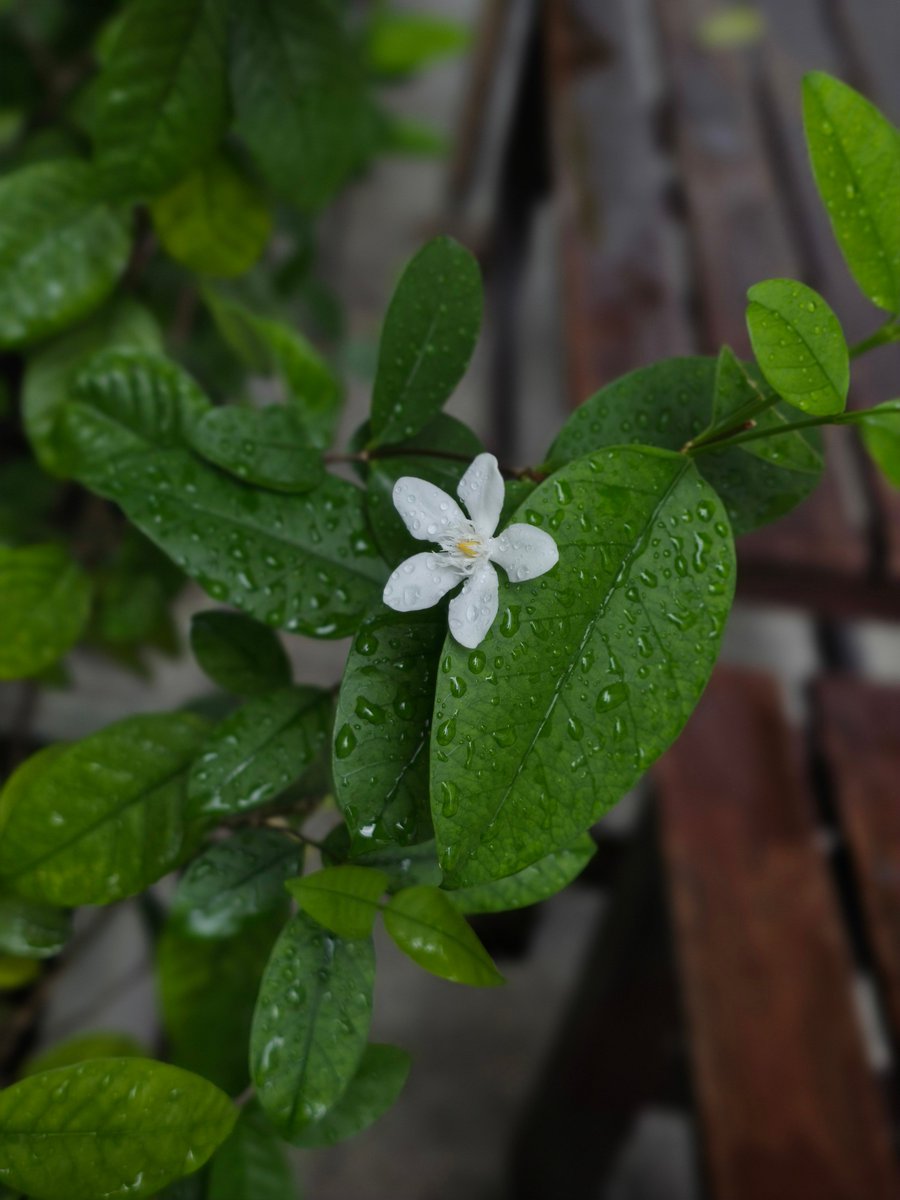 Natural bokeh, real depth, and razor-sharp edge focus, even on tiny 2 cm flowers 🌸 just the way you want.

Most Galaxy users never see this side of the camera… simply because it’s not the default. So let's make it default 

S25 Ultra | 2x Virtual aperture, No edit