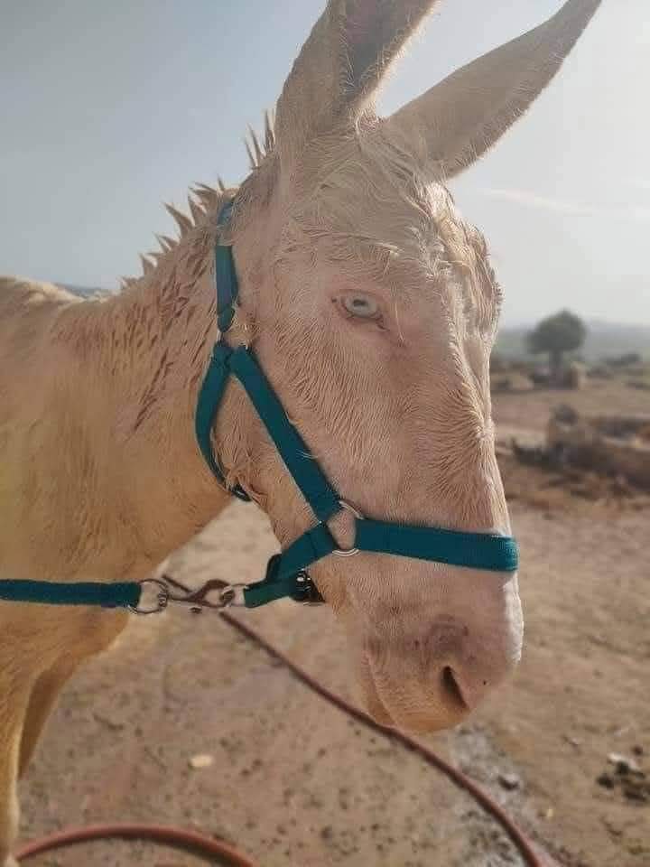 لما تكون وزير اشقر وعيونك خضر بس جحش