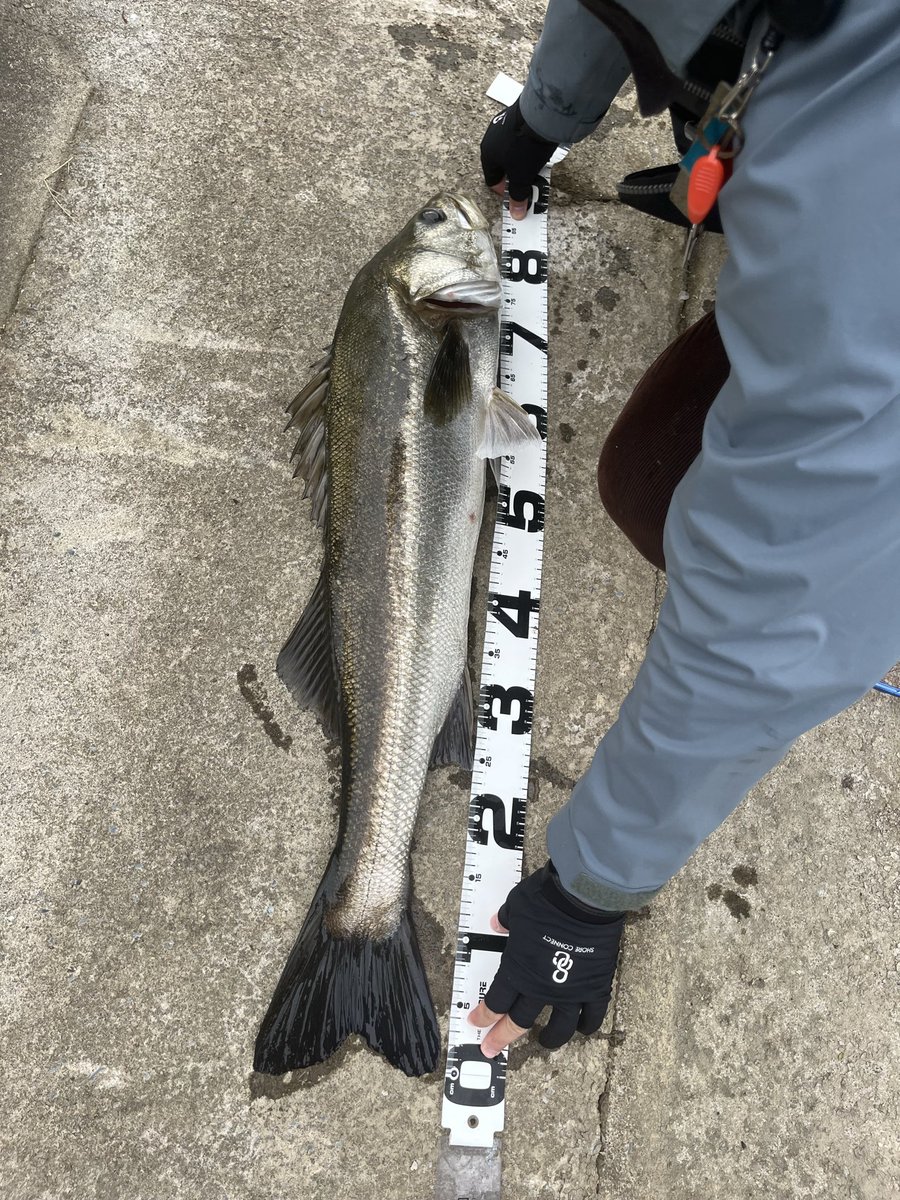 Whitefisher's tweet photo. シーバスが延々と釣れ続け、ランカーサイズも！
10匹釣って、アベレージサイズが75センチはおかしいでしょ https://t.co/TWW0XCs1fD