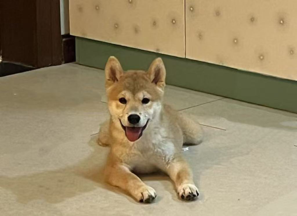 CryptoCat|猫姐🐈 tweet media